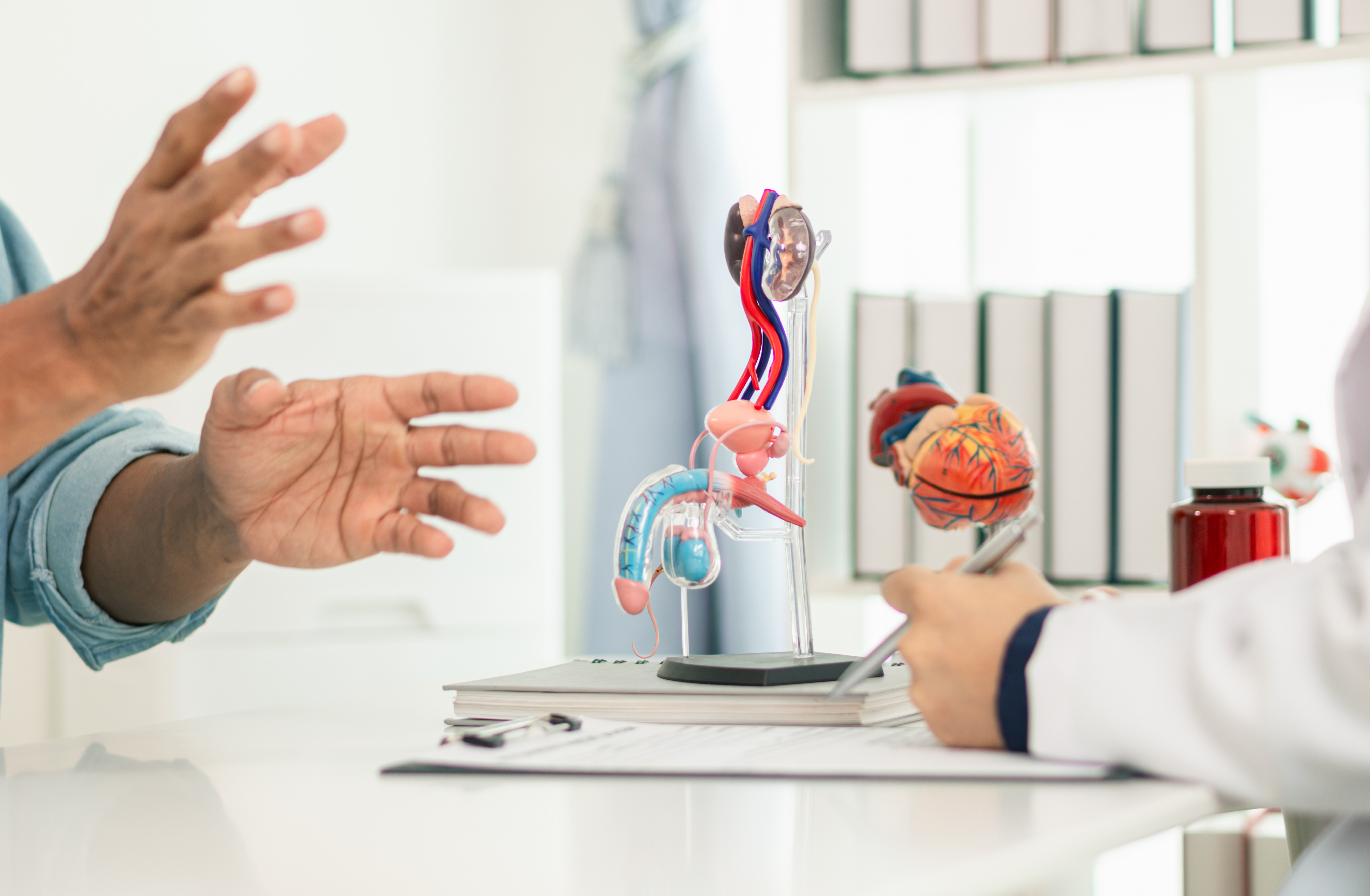 Ärztliche Beratung: Der Patient gestikuliert lebhaft, während anatomische Modelle des Körpers im Vordergrund stehen.